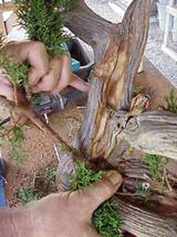 Bonsai, cay canh nghe thuat, cây cảnh nghệ thuật, cay the, cây thế, triển lãm bonsai, trien lam bonsai, triển lãm cây thế, trien lam cay the